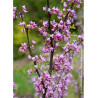 CERCIS canadensis HEARTS OF GOLD (Gainier du Canada)