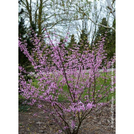 CERCIS canadensis HEARTS OF GOLD (Gainier du Canada)