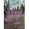 CERCIS canadensis HEARTS OF GOLD (Gainier du Canada)