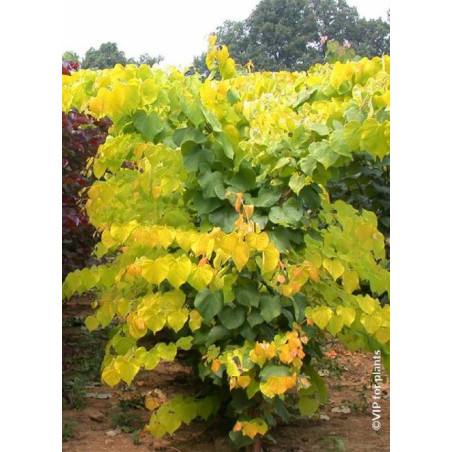 CERCIS canadensis HEARTS OF GOLD (Gainier du Canada)
