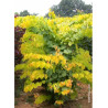 CERCIS canadensis HEARTS OF GOLD (Gainier du Canada)