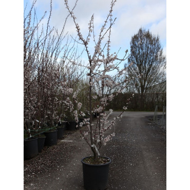 PRUNUS TRAILBLAZER (Cerisier à fleurs Trailblazer) En pot de 25-30 litres forme buisson hauteur 125-150 cm