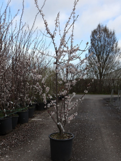 PRUNUS TRAILBLAZER En pot de 25-30 litres