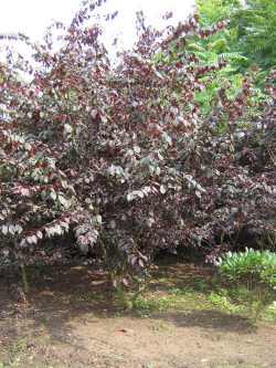 PRUNUS TRAILBLAZER