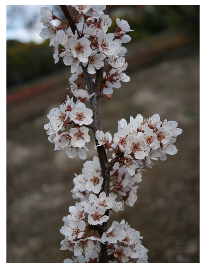 PRUNUS TRAILBLAZER (Cerisier à fleurs Trailblazer)