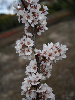 PRUNUS TRAILBLAZER