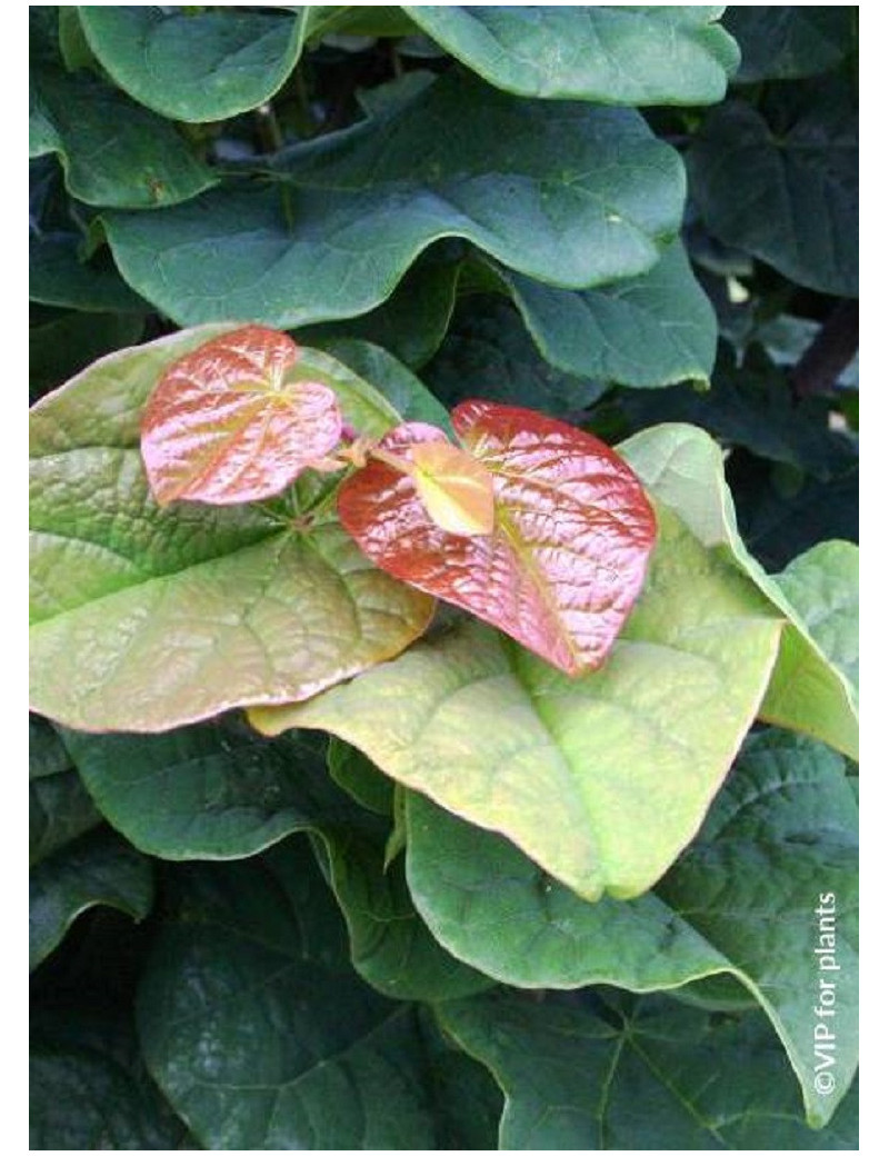 CERCIS canadensis LITTLE WOODY (Gainier du Canada)