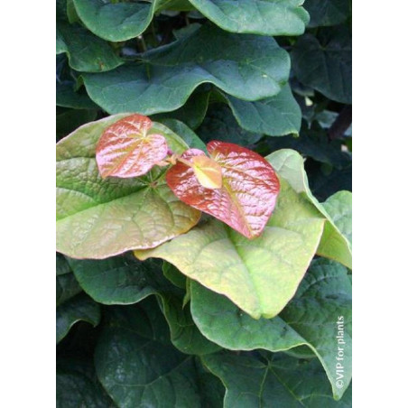 CERCIS canadensis LITTLE WOODY (Gainier du Canada)