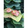 CERCIS canadensis LITTLE WOODY (Gainier du Canada)