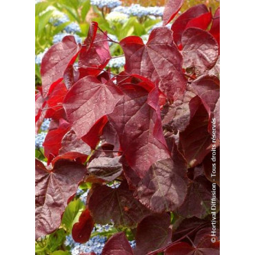 CERCIS canadensis RED FORCE® (Gainier du Canada)