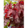 CERCIS canadensis RED FORCE® (Gainier du Canada)