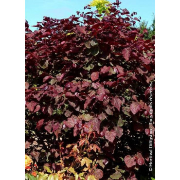 CERCIS canadensis RED FORCE® (Gainier du Canada)