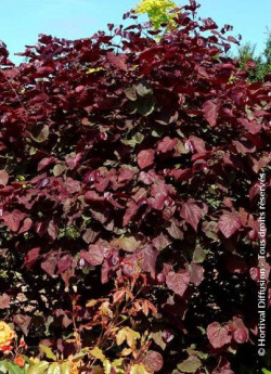 CERCIS canadensis RED FORCE
