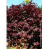 CERCIS canadensis RED FORCE® (Gainier du Canada)