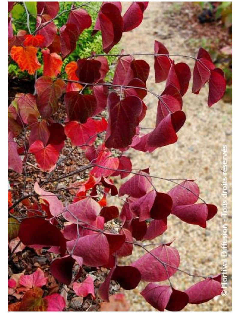 CERCIS canadensis RED FORCE® (Gainier du Canada)