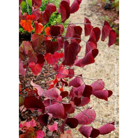 CERCIS canadensis RED FORCE® (Gainier du Canada)