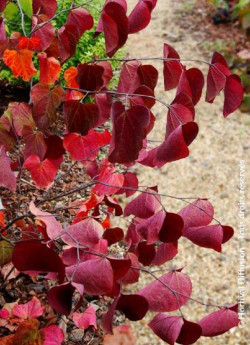 CERCIS canadensis RED FORCE