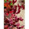 CERCIS canadensis RED FORCE® (Gainier du Canada)