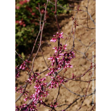 CERCIS canadensis RED FORCE® (Gainier du Canada)