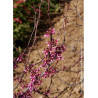 CERCIS canadensis RED FORCE® (Gainier du Canada)