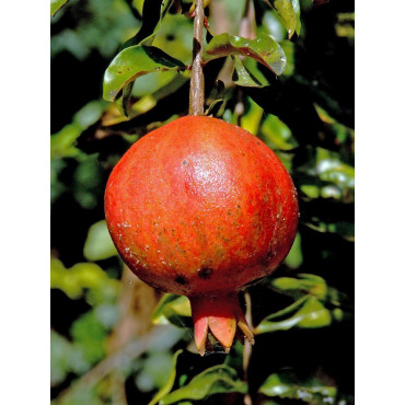 GRENADIER à fruits ACCO (Punica granatum)