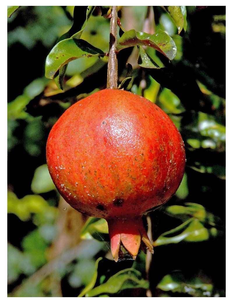 GRENADIER à fruits ACCO (Punica granatum)