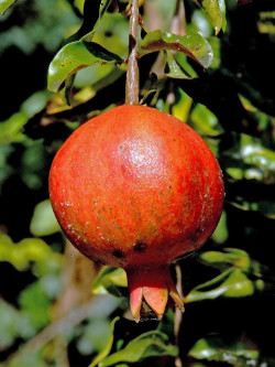 GRENADIER à fruits ACCO
