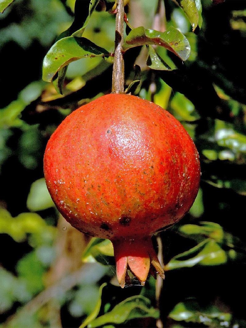 GRENADIER à fruits ACCO