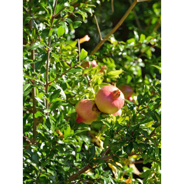 GRENADIER à fruits ACCO (Punica granatum)