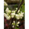 CERCIS canadensis ROYAL WHITE (Gainier du Canada)