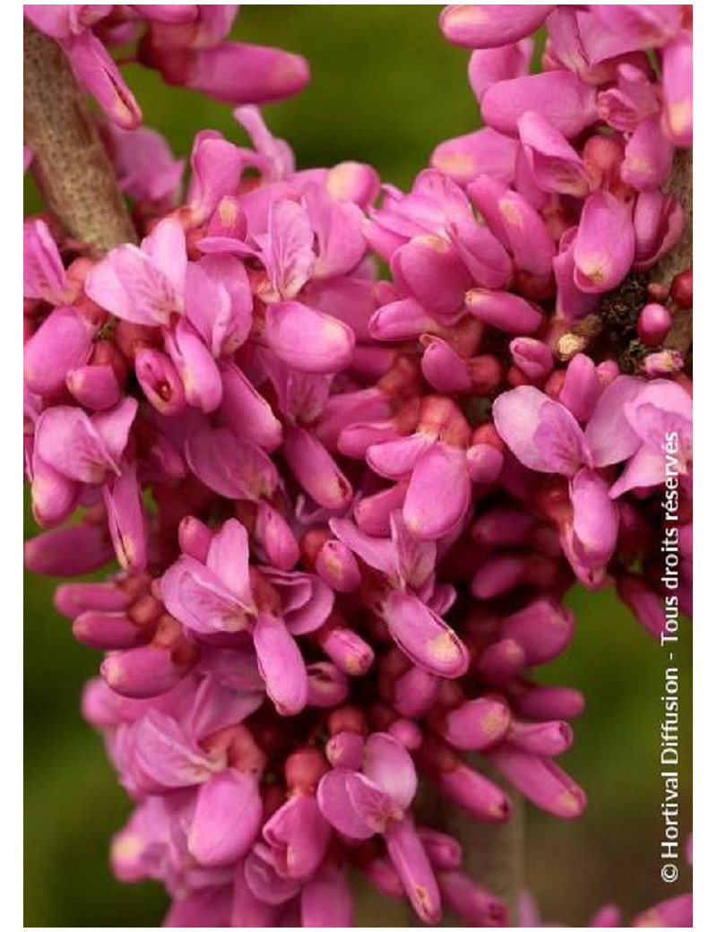 CERCIS chinensis AVONDALE (Gainier de Chine)