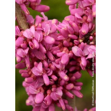 CERCIS chinensis AVONDALE (Gainier de Chine)