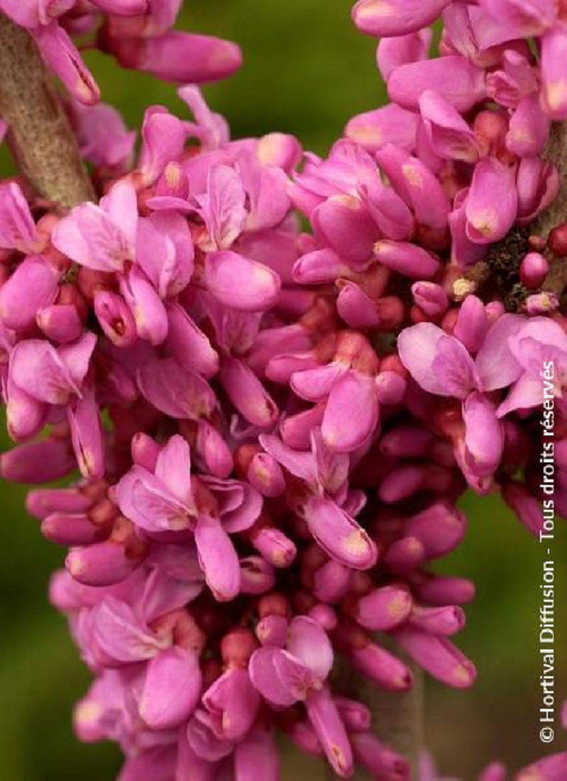 CERCIS chinensis AVONDALE
