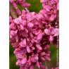 CERCIS chinensis AVONDALE (Gainier de Chine)