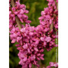 CERCIS chinensis AVONDALE (Gainier de Chine)