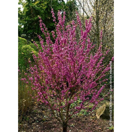 CERCIS chinensis AVONDALE (Gainier de Chine)