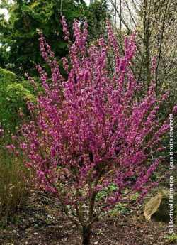 CERCIS chinensis AVONDALE