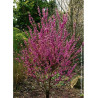 CERCIS chinensis AVONDALE (Gainier de Chine)