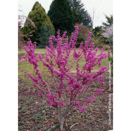 CERCIS chinensis AVONDALE (Gainier de Chine)