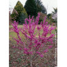 CERCIS chinensis AVONDALE (Gainier de Chine)