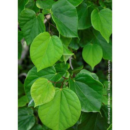 CERCIS chinensis AVONDALE (Gainier de Chine)