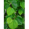 CERCIS chinensis AVONDALE (Gainier de Chine)