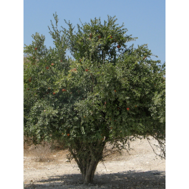 GRENADIER à fruits ACCO (Punica granatum)