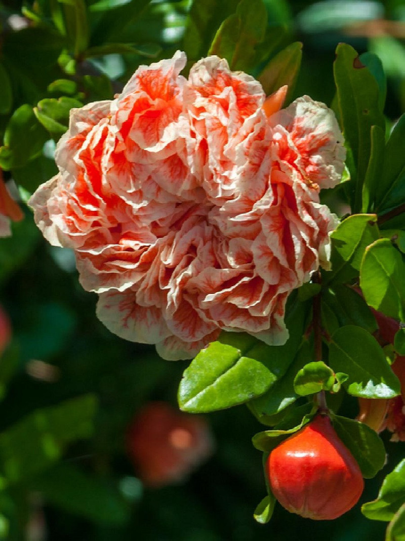 PUNICA granatum CALIFORNIA SUNSET