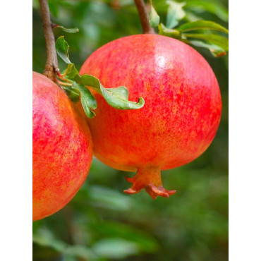 GRENADIER à fruits MALISI (Punica granatum)