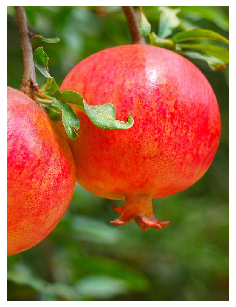 GRENADIER à fruits MALISI (Punica granatum)