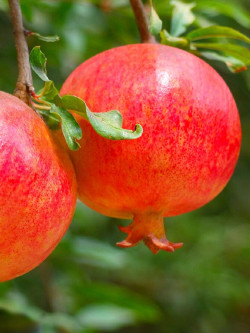 GRENADIER à fruits MALISI