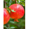 GRENADIER à fruits MALISI (Punica granatum)