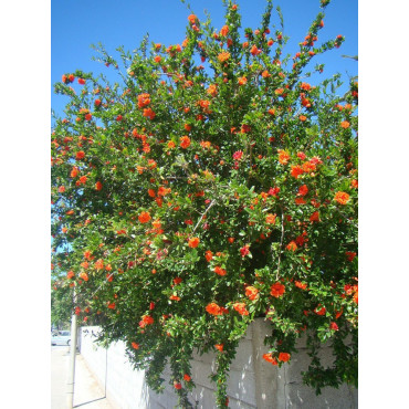 GRENADIER à fruits MALISI (Punica granatum)