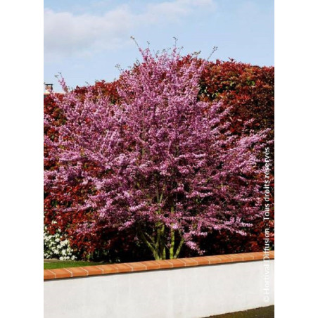 CERCIS siliquastrum (Arbre de Judée)
